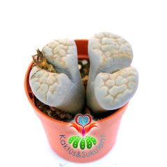 Lithops Karasmontana C225-Sarı-Gri Renk Yaşayan Taş Kaktüs-5,5 cm Saksıda İthal