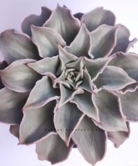 Echeveria 'Madiba' 8,5 cm saksıda Sert Yapraklı Nadir Tür  Afrika Sukulenti