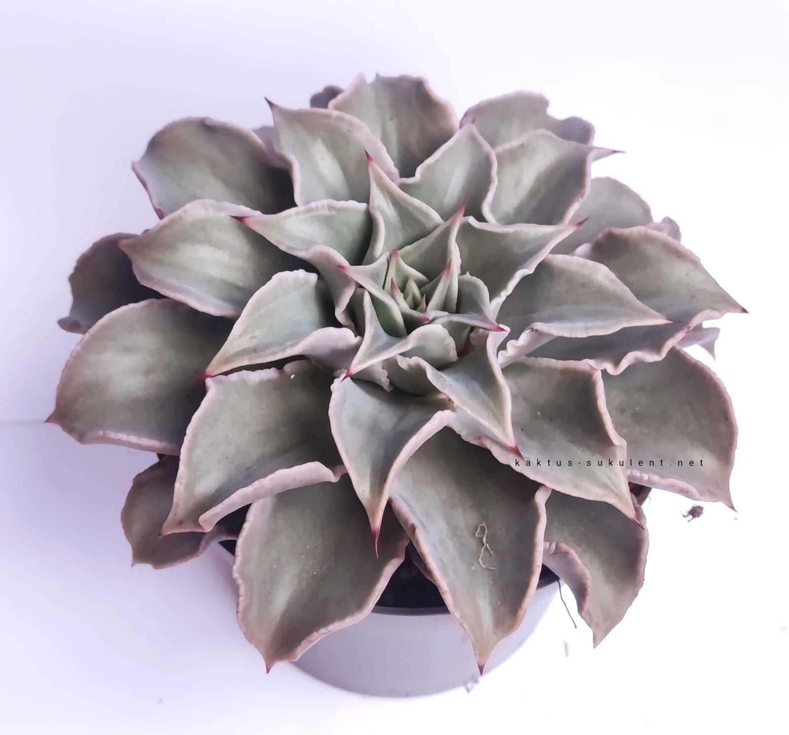 Echeveria 'Madiba' 8,5 cm saksıda Sert Yapraklı Nadir Tür  Afrika Sukulenti