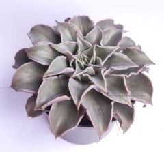 Echeveria 'Madiba' 8,5 cm saksıda Sert Yapraklı Nadir Tür  Afrika Sukulenti