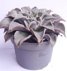 Echeveria 'Madiba' 10,5 cm saksıda Sert Yapraklı Nadir Tür  Afrika Sukulenti