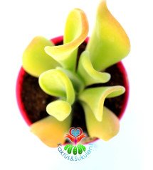 Crassula Ovata Gollum Huge-Büyük Uçları Kırmızı Yapraklı- Shrek Kulağı-8,5 cm saksıda-