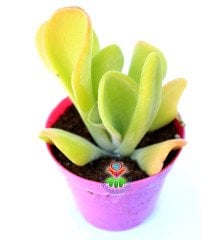 Crassula Ovata Gollum Huge-Büyük Uçları Kırmızı Yapraklı- Shrek Kulağı-8,5 cm saksıda-