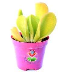 Crassula Ovata Gollum Huge-Büyük Uçları Kırmızı Yapraklı- Shrek Kulağı-8,5 cm saksıda-