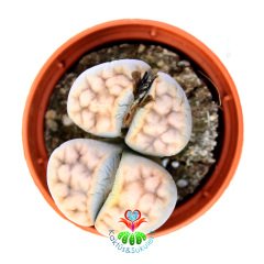 Lithops Jacobseniana C227-Turuncu Çizgili Renk Yaşayan Taş Kaktüs-5,5 cm Saksıda İthal