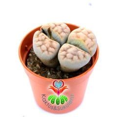 Lithops Jacobseniana C227-Turuncu Çizgili Renk Yaşayan Taş Kaktüs-5,5 cm Saksıda İthal