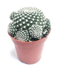Sulcorebutia Heliosaides Sarı - Kırmızı Çiçek Açar 5,5 cm saksıda-Koleksiyonluk Kaktüs