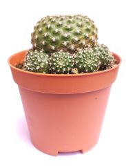 Sulcorebutia Heliosaides Sarı - Kırmızı Çiçek Açar 8,5 cm saksıda-Koleksiyonluk Kaktüs