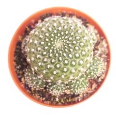 Sulcorebutia Heliosaides Sarı - Kırmızı Çiçek Açar 8,5 cm saksıda-Koleksiyonluk Kaktüs