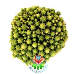 Kaktüs, Euphorbia Mitriformis Dwarf Type-Cüce Tip Bir Saksıda Yüzlerce Adet-8,5 cm Saksıda-Teraryum