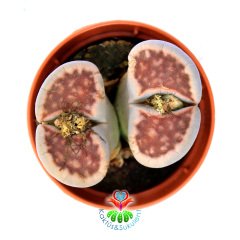 Lithops Karasmontana var. Lateritia-Kırmızı Renk Yaşayan Taş Kaktüs-5,5 cm Saksıda İthal