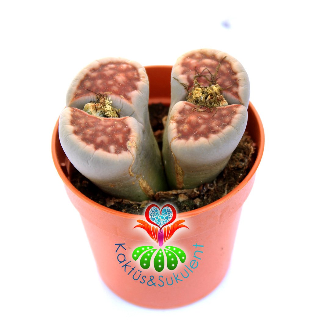 Lithops Karasmontana var. Lateritia-Kırmızı Renk Yaşayan Taş Kaktüs-5,5 cm Saksıda İthal