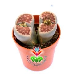 Lithops Karasmontana var. Lateritia-Kırmızı Renk Yaşayan Taş Kaktüs-5,5 cm Saksıda İthal