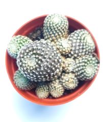 Copiapoa Laui 8 cm saksıda Koleksiyonluk Çok Nadir Endemik Tür Capiopa Kaktüs