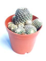 Copiapoa Laui 8 cm saksıda Koleksiyonluk Çok Nadir Endemik Tür Capiopa Kaktüs