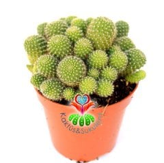 Kaktüs, Rebutia Heliosa Cajasensis - Açık Yeşil Bol Yavrulu -10,5 cm saksıda-Sarı Renk Çiçek Açar