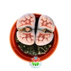 Lithops Karasmontana 'Top Red' -Kırmızı Desenli Yaşayan Taş Kaktüs-5,5 cm Saksıda İthal