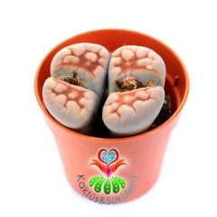 Lithops Karasmontana 'Top Red' -Kırmızı Desenli Yaşayan Taş Kaktüs-5,5 cm Saksıda İthal