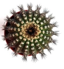 Uebelmannia Pectinifera-Köklü-5,5 cm Saksıda  Çok Nadir  Özel Koleksiyon Türü