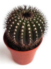 Uebelmannia Pectinifera-Köklü-5,5 cm Saksıda  Çok Nadir  Özel Koleksiyon Türü