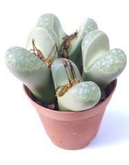 Lithops Olivacea C109-Açık Yeşil Yaşayan Taş Kaktüs-5,5 cm Saksıda