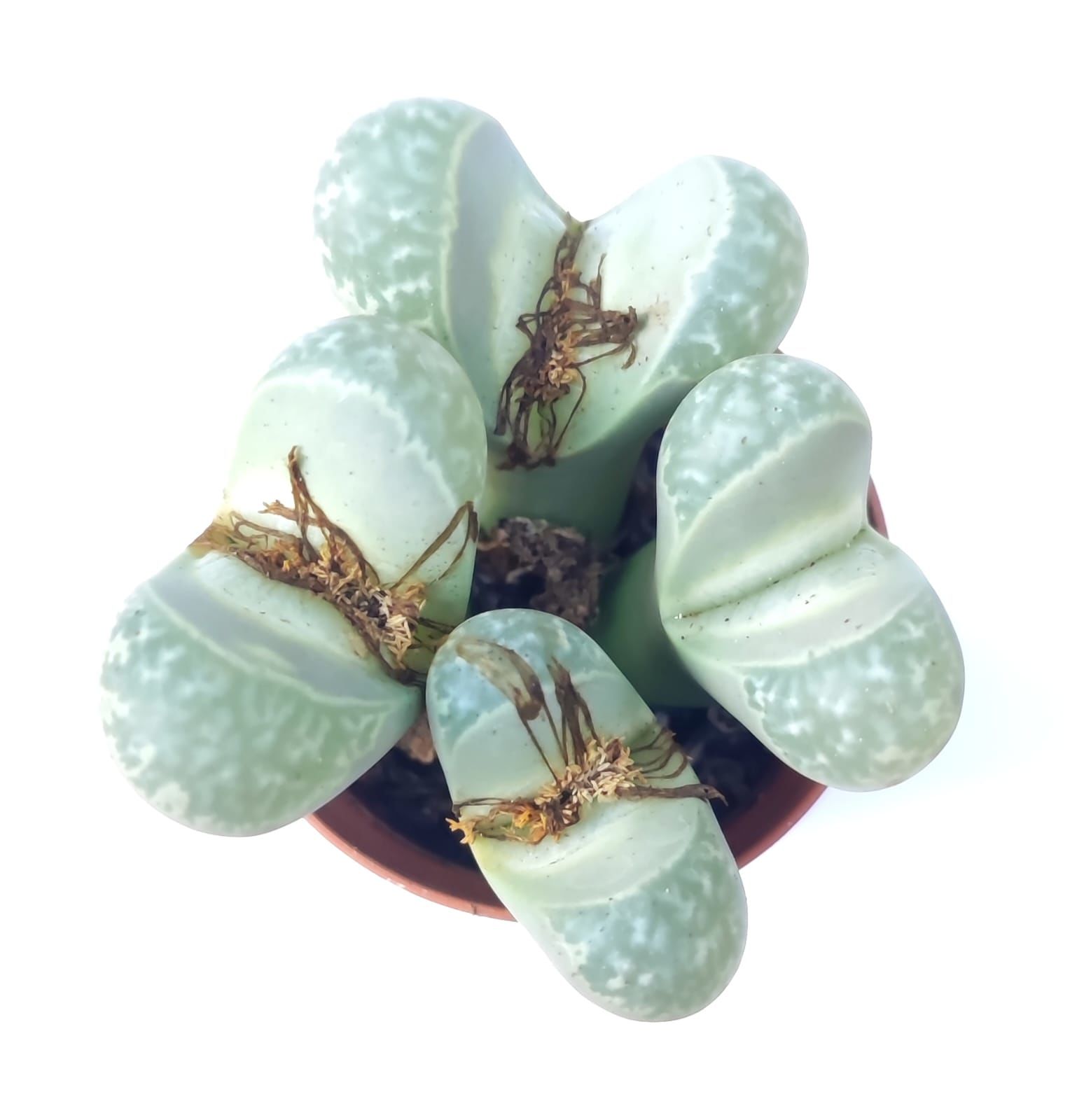 Lithops Olivacea C109-Açık Yeşil Yaşayan Taş Kaktüs-5,5 cm Saksıda