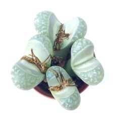 Lithops Olivacea C109-Açık Yeşil Yaşayan Taş Kaktüs-5,5 cm Saksıda