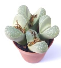 Lithops Olivacea C109-Açık Yeşil Yaşayan Taş Kaktüs-5,5 cm Saksıda
