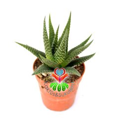Sukulent,Haworthia Attenuata -Koyu Yeşil Yapraklı Beyaz Çizgili-Zebra- Canlı Renkli- 5,5 cm saksıda-