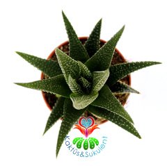 Sukulent,Haworthia Attenuata -Koyu Yeşil Yapraklı Beyaz Çizgili-Zebra- Canlı Renkli- 5,5 cm saksıda-