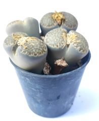 Lithops Comptonii C347-Gri Yaşayan Taş Kaktüs-5,5 cm Saksıda İthal