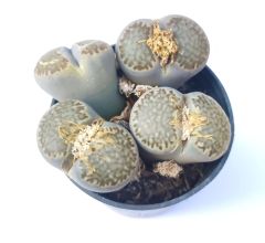 Lithops Comptonii C347-Gri Yaşayan Taş Kaktüs-5,5 cm Saksıda İthal