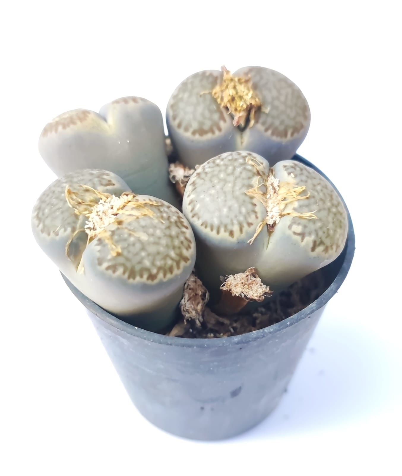 Lithops Comptonii C347-Gri Yaşayan Taş Kaktüs-5,5 cm Saksıda İthal