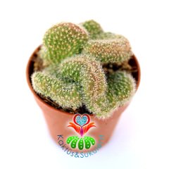 Beyin Kaktüs, Mammillaria Wildii Cristata-Minik Beyaz Çiçek Açar -10,5 cm Saksıda