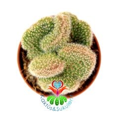Beyin Kaktüs, Mammillaria Wildii Cristata-Minik Beyaz Çiçek Açar -10,5 cm Saksıda