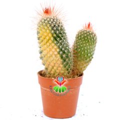 Mammillaria Spinosissima Variegata-Nadir Tür-5,5cm Saksıda Kaktüs