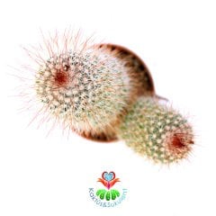 Mammillaria Spinosissima Variegata-Nadir Tür-5,5cm Saksıda Kaktüs