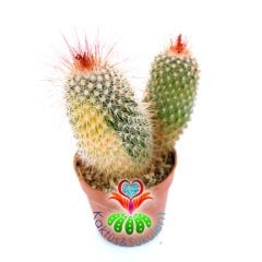 Mammillaria Spinosissima Variegata-Nadir Tür-5,5cm Saksıda Kaktüs