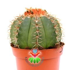 KAMPANYA Melocactus Matanzanus-Şapkalı Kafalı Kaktüs-10,5cm Saksıda Büyük Boy-Turks Head Cacti
