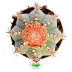 Melocactus Matanzanus-Şapkalı Kafalı Kaktüs-10,5cm Saksıda Büyük Boy-Turks Head Cacti