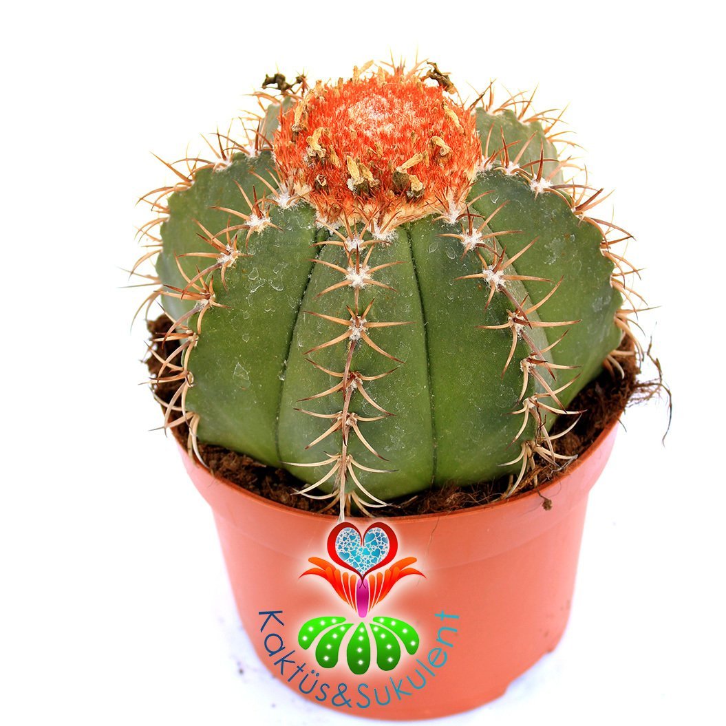 Melocactus Matanzanus-Şapkalı Kafalı Kaktüs-10,5cm Saksıda Büyük Boy-Turks Head Cacti