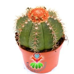 KAMPANYA Melocactus Matanzanus-Şapkalı Kafalı Kaktüs-10,5cm Saksıda Büyük Boy-Turks Head Cacti