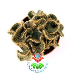 Beyin Kaktüs, Opuntia Lanceolata Cristata-Brain Cactus- Koyu Yeşil Renk Çiçek Açar-5,5 cm Saksıda