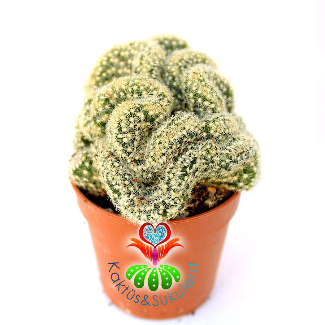 Beyin Kaktüs, Mammillaria Elongata Cristata-Brain Cactus- Beyaz Renk Çiçek Açar-5,5 cm Saksıda