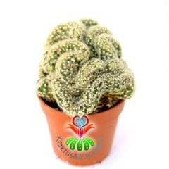 Beyin Kaktüs, Mammillaria Elongata Cristata-Brain Cactus- Beyaz Renk Çiçek Açar-5,5 cm Saksıda