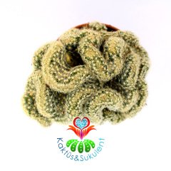 Beyin Kaktüs, Mammillaria Elongata Cristata-Brain Cactus- Beyaz Renk Çiçek Açar-5,5 cm Saksıda