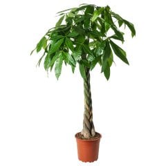 Pachira Aquatica En Az 100 cm Boyunda Çok Şık İç Mekan Şans Mutluluk Bitkisi- Örgülü 25 cm saksı