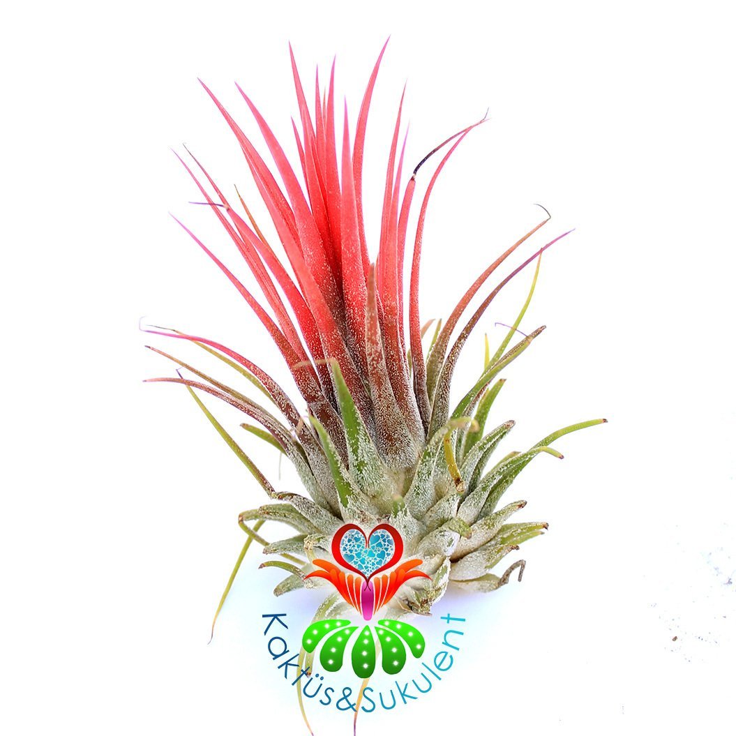 Tillandsia Lonantha Red-Kırmızı Renk Topraksız Yaşayan Hava Bitkisi-Air Plant-8 cm