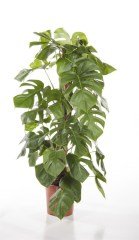 Dev Boy-Deve Tabanı En Az 160 cm Boyunda Monstera Deliciosa, Monstera Fensterblatt,-30 cm saksı