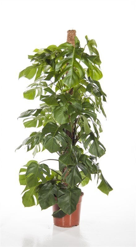 Dev Boy-Deve Tabanı En Az 160 cm Boyunda Monstera Deliciosa, Monstera Fensterblatt,-30 cm saksı